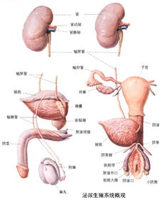 泌尿生殖系统概观 