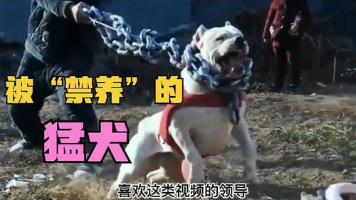世界上被 禁养 的10大猛犬,你最怕哪种 