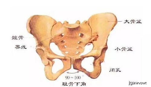 孕期出现耻骨疼怎么办 为什么孕后期耻骨会痛