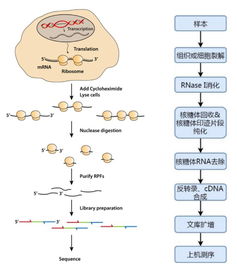 Science 翻译组测序助力揭示水稻抗洪水的新机制 翻译组