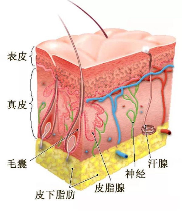 龟头表皮肿物乳头状 真皮乳头血管扩张 炎细胞浸润 可见挖空细胞是什么意思?