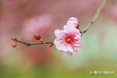 许你一场春暖花开