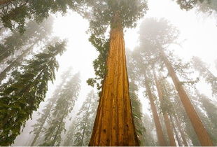 世界上那些最高大最脆弱的树木 