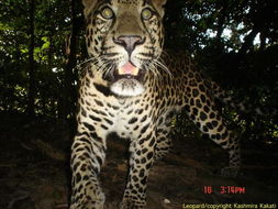 印度德西雨林发现7种罕见猫科动物 