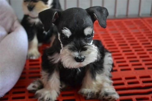 图 广东广州纯种纯白雪纳瑞多少钱一只 广州宠物狗 