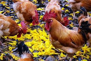 广州花都农场让鸡在花香中长大,天天欣赏花开美景,品着落花花宴 