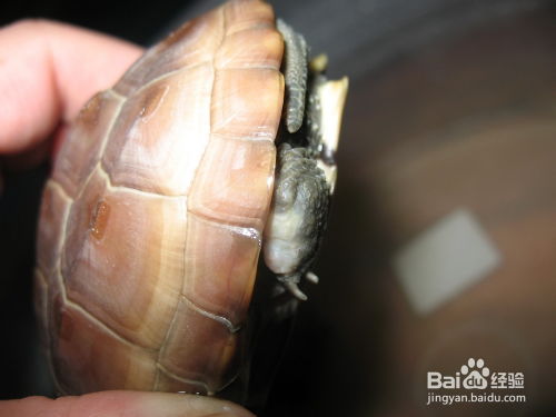 乌龟腐皮病的症状及治疗方法,小乌龟不吃东西不精神身上开始腐烂