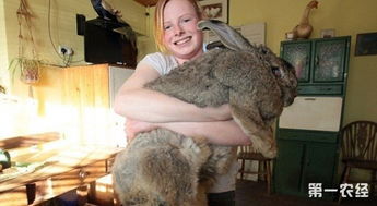 兔子的寿命是多长