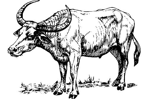 1961年属牛60岁本命年运势解析 61年属牛2021年的开运方法有哪些