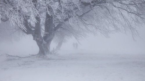 适合下雪天的文案