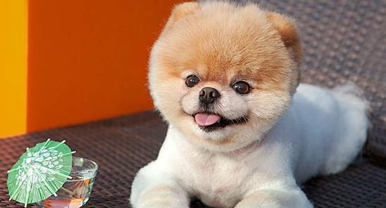 全球最可爱的6种狗狗幼年照,约克夏上榜,最后一个超级萌哦