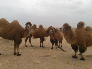 中国骆驼之乡阿拉善 