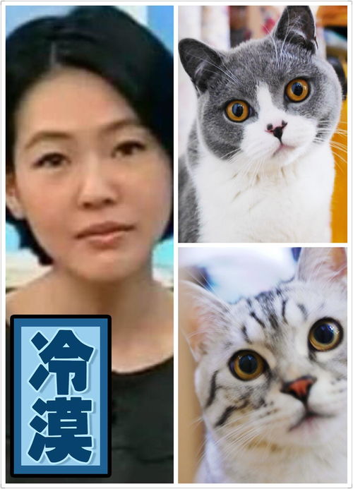 快两岁的猫咪实在精力太旺盛怎么办 