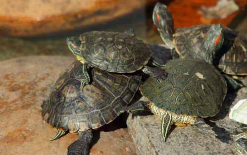 普通乌龟寿命有多长 