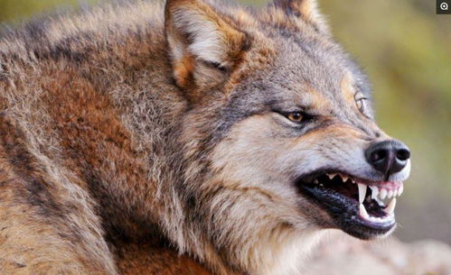 关于狼的8个你不知道的事实,听完让人汗毛都竖立起来