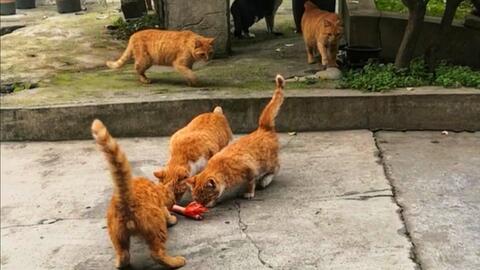 疫情期间小区十几只流浪橘猫吃什么呢 没有养过猫,喂火腿肠可以吗