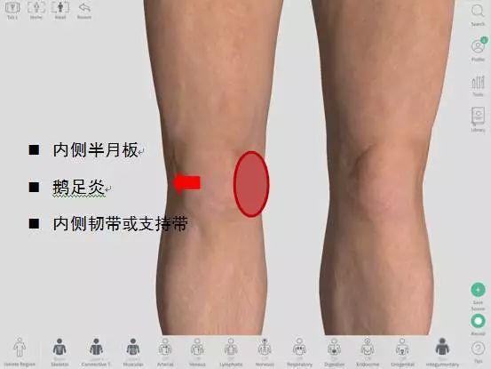 一分钟搞懂你的 膝盖痛 