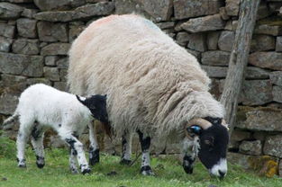 怎么判断羊是否生病 专家教你 五看 识羊病,让你及时发现及时治疗