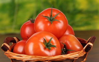 小番茄品种,小西红柿是葫芦状的，是什么品种