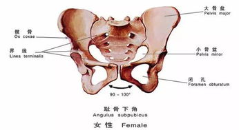 骨盆你哪个单位的 这么拽 