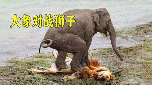 大象对战狮子,大象体型是狮子的5倍,大象更强吗 