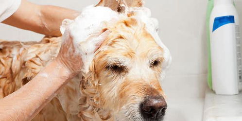 狗狗因潮湿而发臭,该如何处理和预防 这三招帮你解决臭狗狗 回南天 