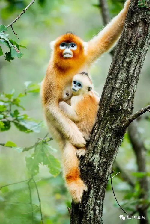 惊 彭州民众偶遇野生金丝猴