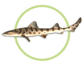 豹纹鲨 Triakis semifasciata 