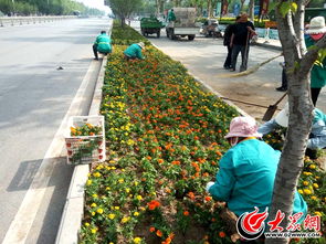 菏泽城区人民北路花团锦簇 打造高颜值道路