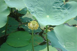 梦见兰花开花结果