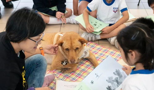 香港研究表明, 小学生养狗有好处, 可以调节情绪抗抑郁