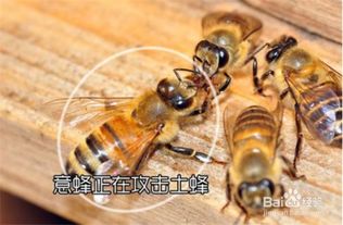 蜜蜂养殖技巧 