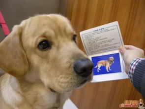 迁安养犬市民注意啦 养犬有新规 最新养犬许可证 犬牌办理流程全知道