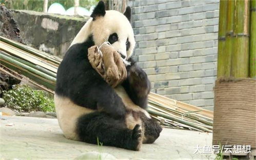 世界上第1只成功截肢的大熊猫,变身 八卦达人 ,靠活泼圈粉
