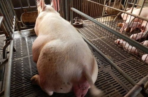 母猪催产素如何使用