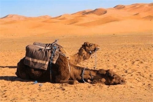 沙漠中死亡的骆驼不能碰,到底是事实还是夸大 骆驼能有啥危险