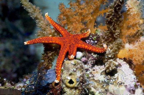 海底大冒险偶遇海底 监控器 海星