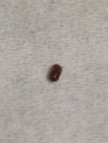 请问这是什么虫子 在地板上 比芝麻粒小一点 黑色虫子 