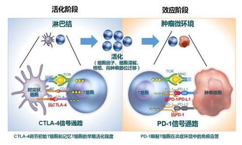 PD1免疫药物目前有哪几种？这种药物治疗头颈癌副作用大吗？