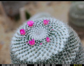 植物园里试拍美丽多采的仙人掌花