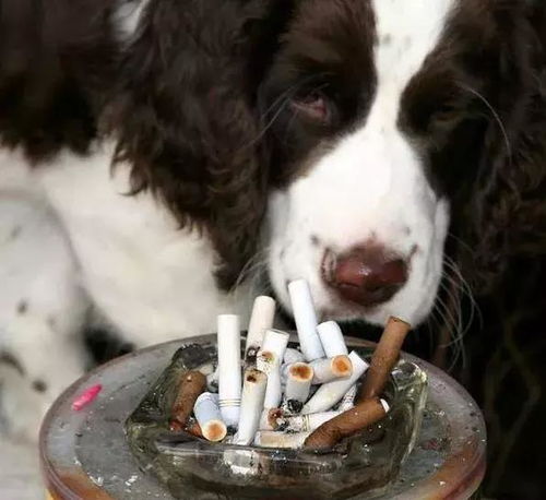 主人吸烟致狗狗肺癌去世,盘点二手烟对宠物的伤害