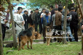 江西鹰潭公园绿地变 犬市 