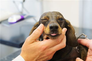 狗狗神经炎的症状,狗狗神经炎的症状和治疗方法