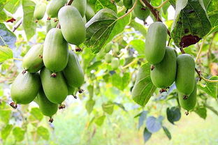 软枣猕猴桃北方可以种植吗,北方室外耐阴耐寒果树