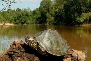 地图龟怎么养 地图龟价格 地图龟能长多大 地图龟是深水龟吗 土巴兔家居百科 