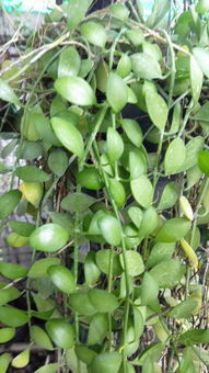 平安豆是什么树上长得