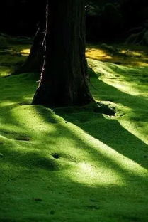 视野 ▎苔藓,上帝遗失的一抹绿