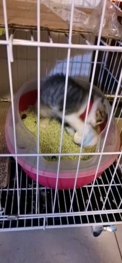 为什么小猫喜欢把玩具叼到猫砂盆里玩 