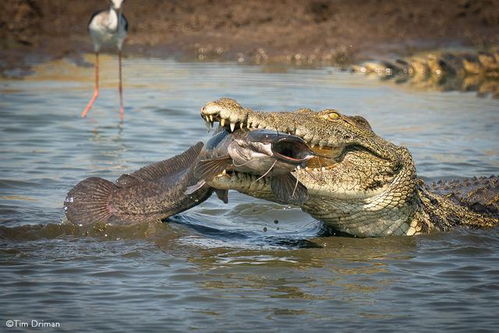 尼罗鳄vs湾鳄,谁才是真正的 鳄鱼之王