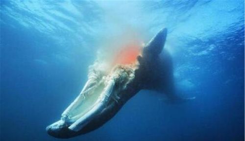 科学家拍到罕见鲸落 鲸鱼死后沉入海底,被章鱼,蠕虫等吃个精光